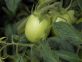 Nuova deroga territoriale alle norme tecniche di coltura del Pomodoro a pieno campo per l’utilizzo della s.a.Etefon