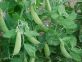 Deroga per l'esecuzione di un secondo intervento con Cymoxanil per la difesa del pisello dalla peronospora