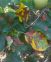FOCUS GLOMERELLA