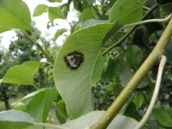 Halyomorpha_uova_6.JPG