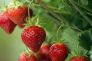 Deroga per l'impiego di alcuni formulati a base di 1,3D su terreni destinati a vivaio di fragola per la difesa dai nematodi