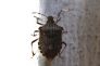 CIMICE ASIATICA