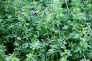 PENDIMETALIN MEDICA DA SEME