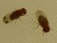 Annata record per Drosophila suzukii in tutto il nord Italia