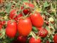 DISERBO POMODORO